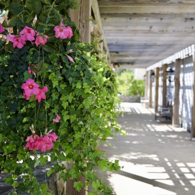 photo of hanging flowers in outside patio walkway