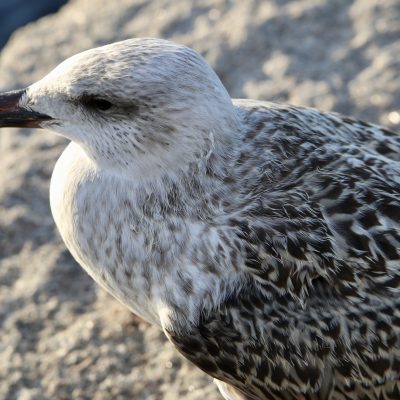 photo of seagull